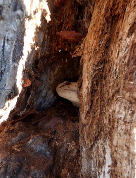 Growing from within a basal cavity on horse chestnut at Greenwich Park, London 